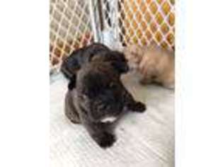 French Bulldog Puppy for sale in Gilman, WI, USA