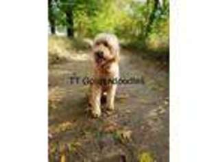 Goldendoodle Puppy for sale in Cadillac, MI, USA