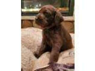 Labrador Retriever Puppy for sale in Kendall, WI, USA