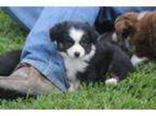 Miniature Australian Shepherd Puppy for sale in Normangee, TX, USA