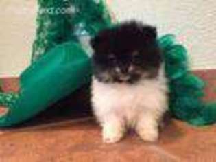 Pomeranian Puppy for sale in Stockton, CA, USA