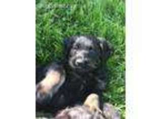 Labradoodle Puppy for sale in Wassaic, NY, USA