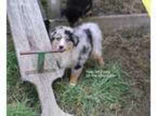 Miniature Australian Shepherd Puppy for sale in West Point, IA, USA