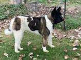 Akita Puppy for sale in Leslie, MO, USA