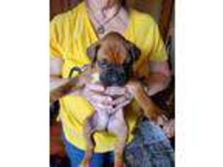 Boxer Puppy for sale in Newport, MI, USA