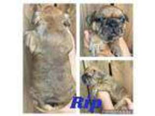 French Bulldog Puppy for sale in Eureka, KS, USA
