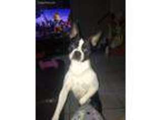 Boston Terrier Puppy for sale in Norcross, GA, USA