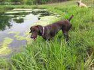 German Shorthaired Pointer Puppy for sale in Murfreesboro, TN, USA