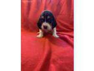 Basset Hound Puppy for sale in Longton, KS, USA