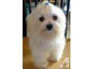 Maltese Puppy for sale in ROCHESTER, NY, USA