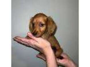 Dachshund Puppy for sale in Springfield, OH, USA