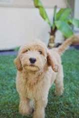 Goldendoodle Puppy for sale in SANTA BARBARA, CA, USA