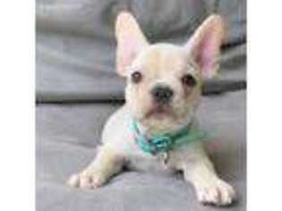 French Bulldog Puppy for sale in Pembroke Pines, FL, USA