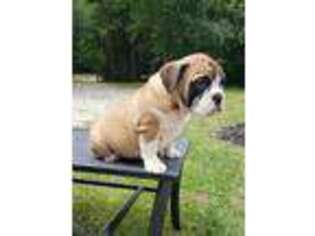 Bulldog Puppy for sale in Laurens, SC, USA