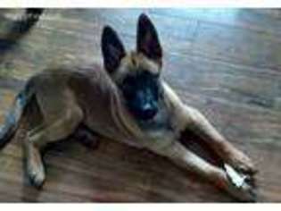 Belgian Malinois Puppy for sale in Kalispell, MT, USA