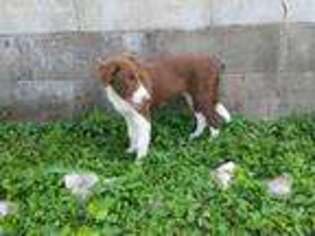 Border Collie Puppy for sale in Terre Haute, IN, USA