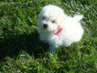 Bichon Frise Puppy for sale in Myrtle Creek, OR, USA