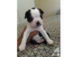 Boston Terrier Puppy for sale in HIGHLAND, CA, USA