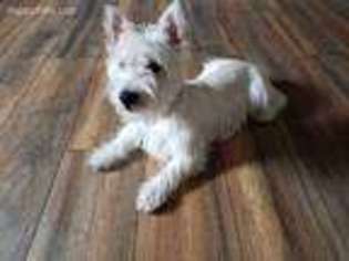 West Highland White Terrier Puppy for sale in Germantown, MD, USA