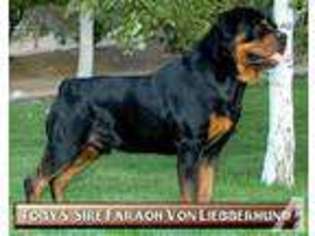 Rottweiler Puppy for sale in NORTH HIGHLANDS, CA, USA