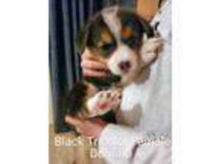 Pembroke Welsh Corgi Puppy for sale in Baldwinsville, NY, USA