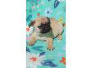 Pug Puppy for sale in Newberry, IN, USA