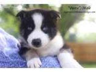 Siberian Husky Puppy for sale in Lytle, TX, USA