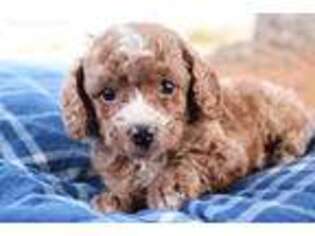 Cavapoo Puppy for sale in Rome City, IN, USA