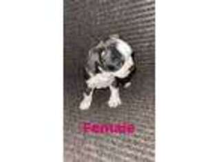 Boston Terrier Puppy for sale in Norfolk, VA, USA
