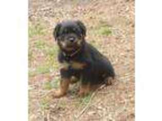 Rottweiler Puppy for sale in Marshall, VA, USA