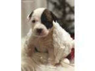 American Bulldog Puppy for sale in Lititz, PA, USA