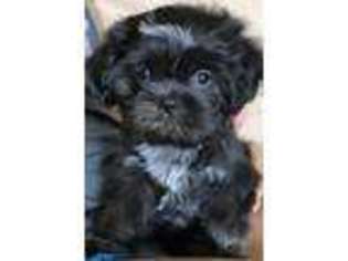 Mutt Puppy for sale in Granby, MA, USA
