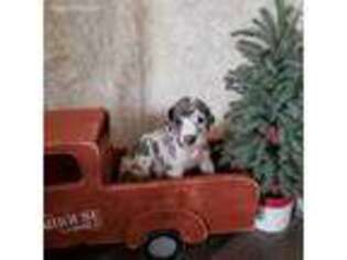 Great Dane Puppy for sale in New Market, VA, USA