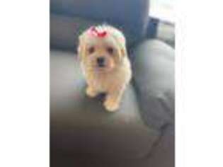 Maltese Puppy for sale in Columbia, SC, USA