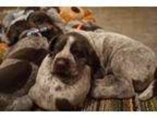 German Wirehaired Pointer Puppy for sale in Rock Falls, IL, USA