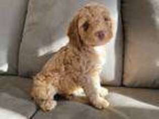 Labradoodle Puppy for sale in Pinckney, MI, USA