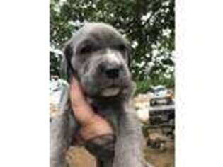 Cane Corso Puppy for sale in Lancaster, CA, USA