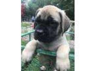 Mastiff Puppy for sale in Rochester, MI, USA