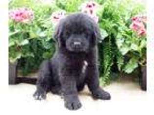 Newfoundland Puppy for sale in Middleburg, PA, USA