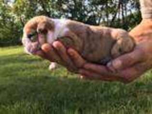 Bulldog Puppy for sale in Motley, MN, USA