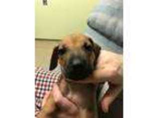 Rhodesian Ridgeback Puppy for sale in Taylor, MI, USA