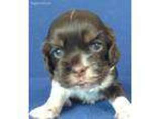Cocker Spaniel Puppy for sale in Kit Carson, CO, USA