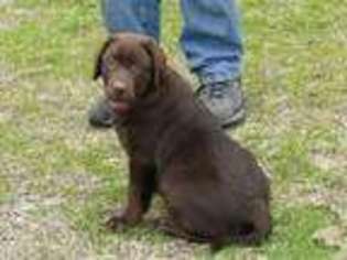 Labrador Retriever Puppy for sale in Columbia, SC, USA