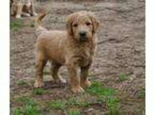 Goldendoodle Puppy for sale in Calera, OK, USA