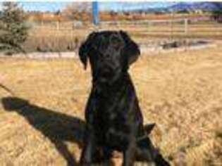 Labrador Retriever Puppy for sale in Hamilton, MT, USA