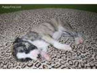 Whippet Puppy for sale in Ocala, FL, USA