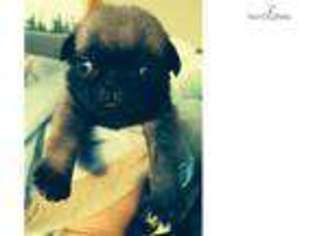 Pug Puppy for sale in Bozeman, MT, USA