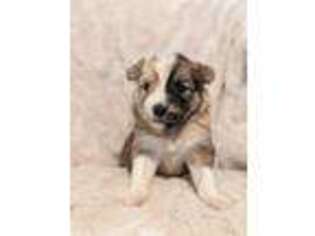Mutt Puppy for sale in Savoy, MA, USA