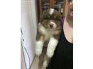 Australian Shepherd Puppy for sale in New London, MN, USA