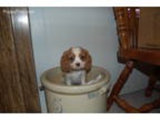 Cavalier King Charles Spaniel Puppy for sale in Wynnewood, OK, USA